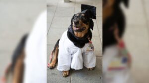 Dedicated service and therapy dogs receive honorary ‘dogtorate’ degrees from the University of Maryland, Baltimore