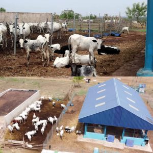 Fasola Farm: The Rebirth of Awolowo's Animal Husbandry Initiatives