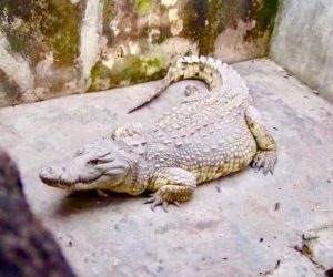 84-Year-Old Legendary Crocodile at Delesolu Compound in Ibadan Dies