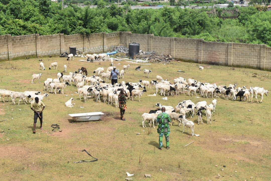 Odidiomo Fulfils Promise, Begins Distribution of Rams , Rice in Celebration of Sallah