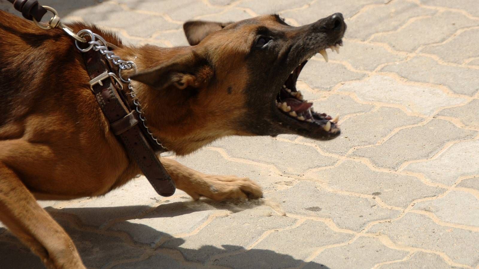 Oyo:How Dog Ate Flesh Off Girl’s head, Attacked Owner Trying to Protect Victim